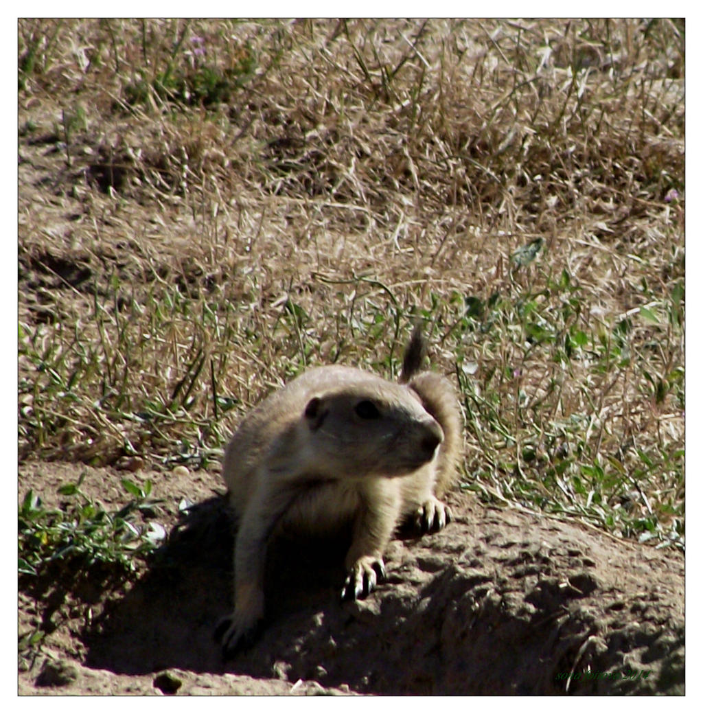 Family prairie dog-serial 5