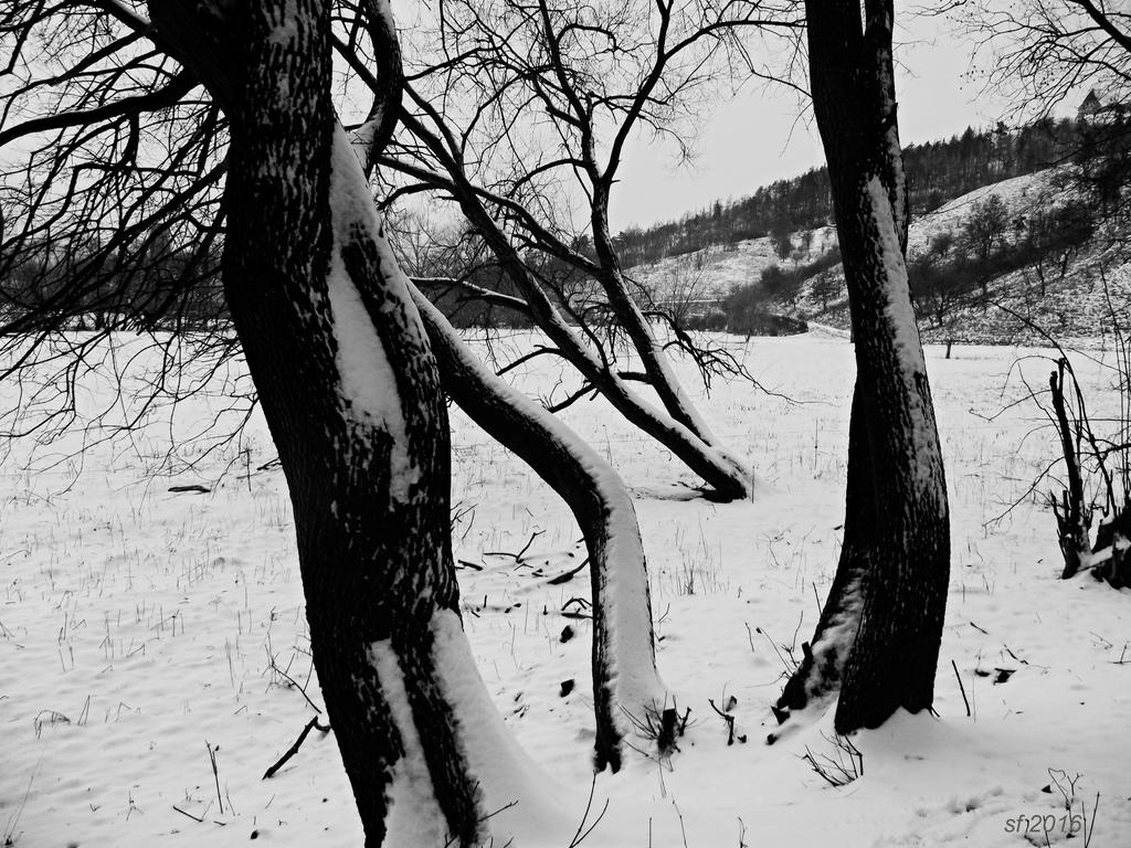 Trees in winter-series 1