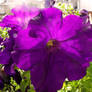 Purple Flower