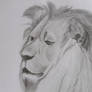 Lion drawing