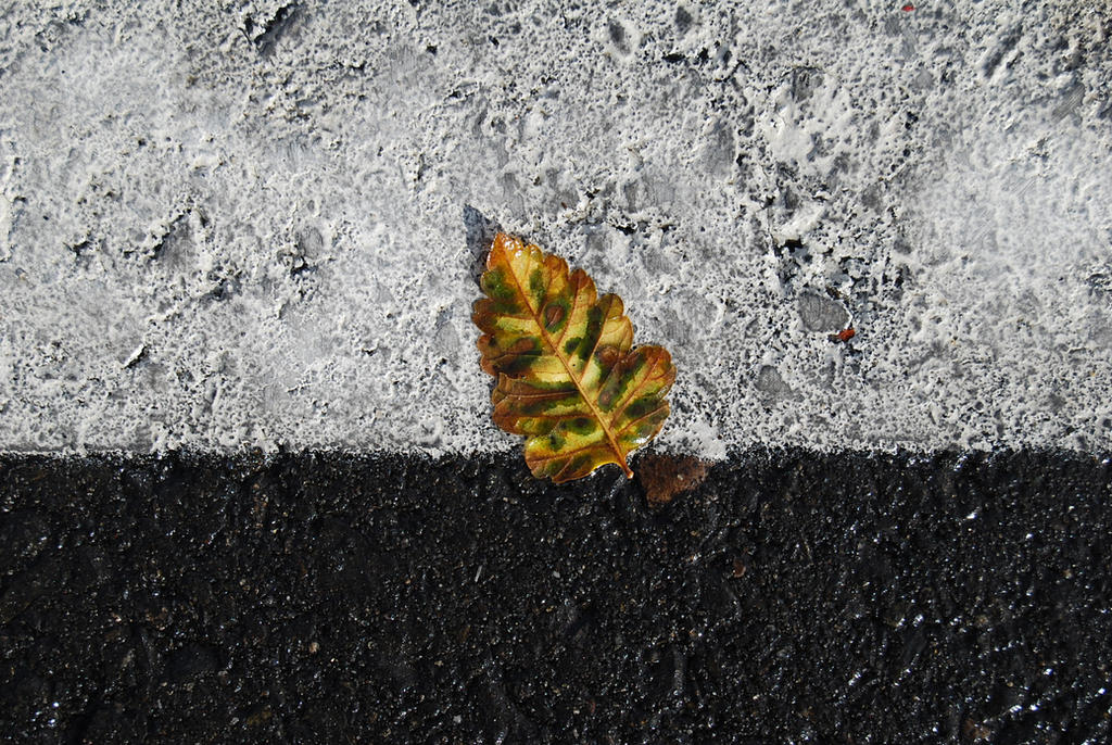 November Leaf