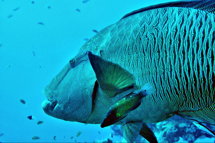 Napoleon fish by GrievousAlien on DeviantArt