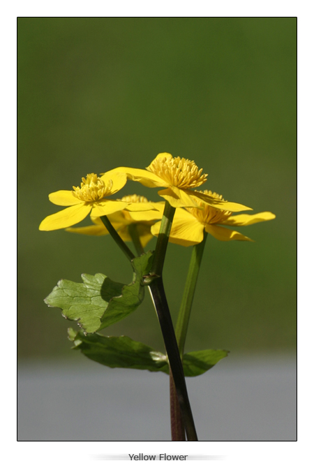 Yellow Flower