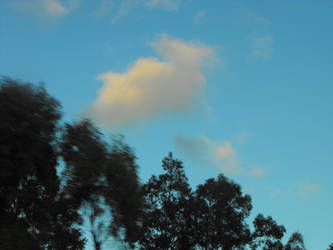 Clouds and Trees