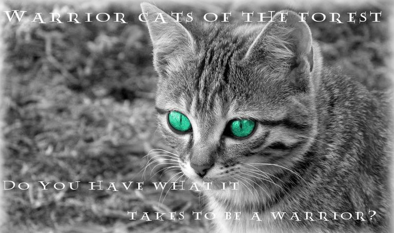 Warrior Cats Roleplay Advertisement By Phantomstorm101 On Deviantart Warrior Cats Roleplay Advertisement By Phantomstorm101 On Deviantart