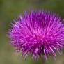 Texas Thistle 1