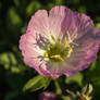 Pink Evening Primrose 1