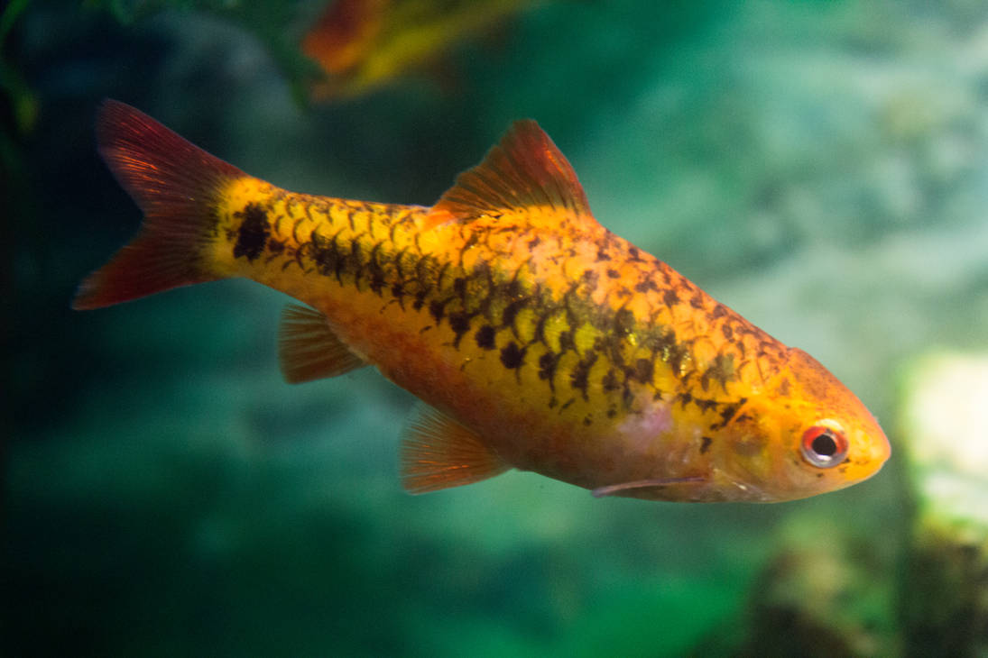 Gold Barb 5 by elfchild85 on DeviantArt