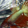 Crowntail Siamese Fighting Fish 4