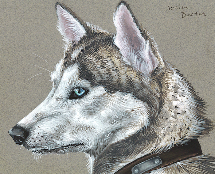 Husky Portrait