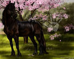 Black Horse + The Cherry Tree