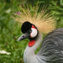 Crowned Crane