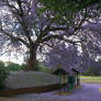 Jacaranda tree