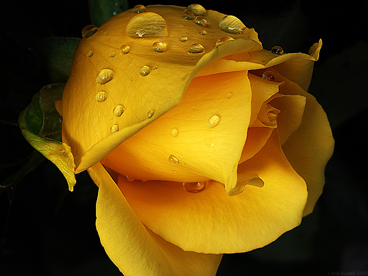 Yellow drops