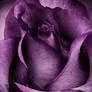 Purple Rose