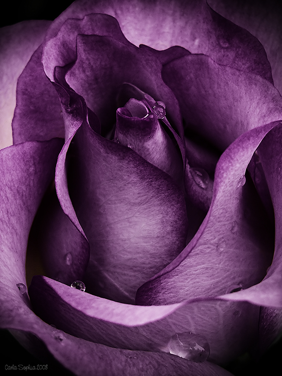 Purple Rose