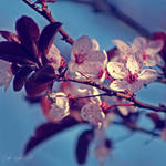 Day 10 - Spring by CarlaSophia