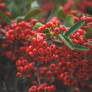 Berries