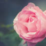 -Rose-