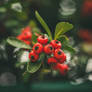 Berries