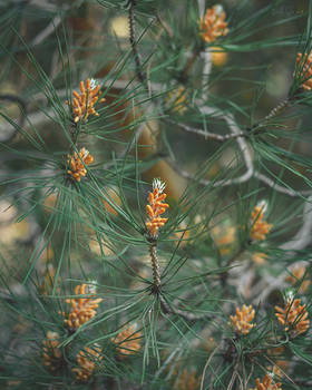 274 - Pine tree