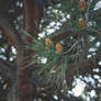 280 - Pine tree