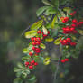 297 - Berries