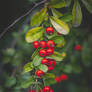 299 - Berries