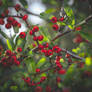300 - Berries