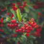 301 - Berries