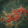 302 - Berries