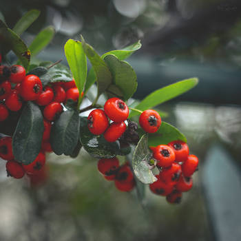 314 - Berries