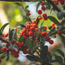 Berries IV