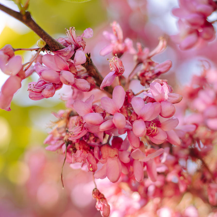 Ii Springy Images Spring II by CarlaSophia on DeviantArt