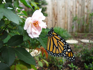 A Flower and its Butterfly