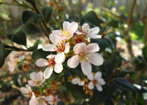 White Blossoms