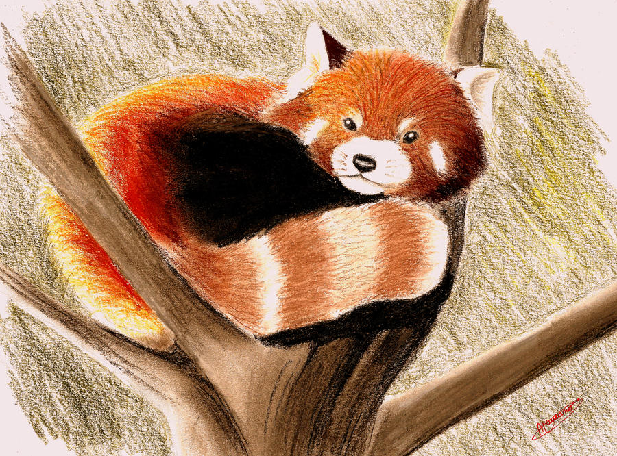 Panda vermelho como desenho realista em lápis de cor passa a passo: olhos 
