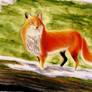 Red fox