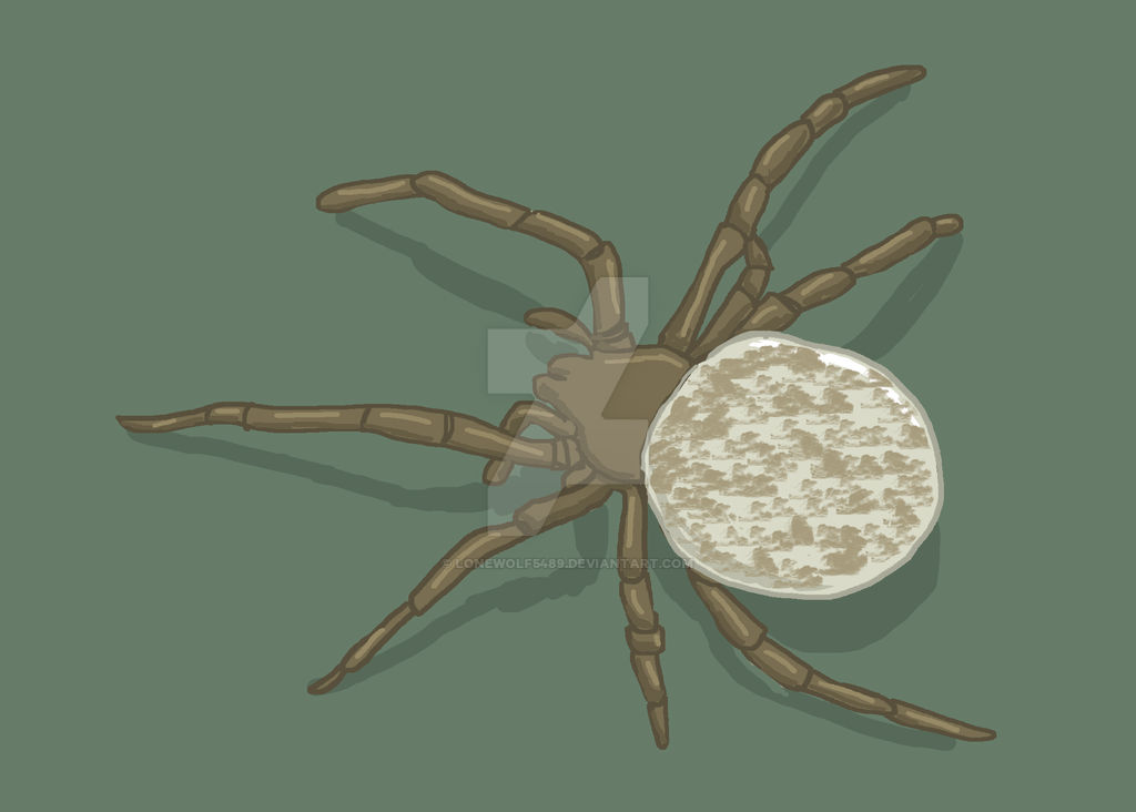 Spider Insect Deviantart Spider by lonewolf5489 on DeviantArt