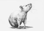 Rat Tia by CKArtpage