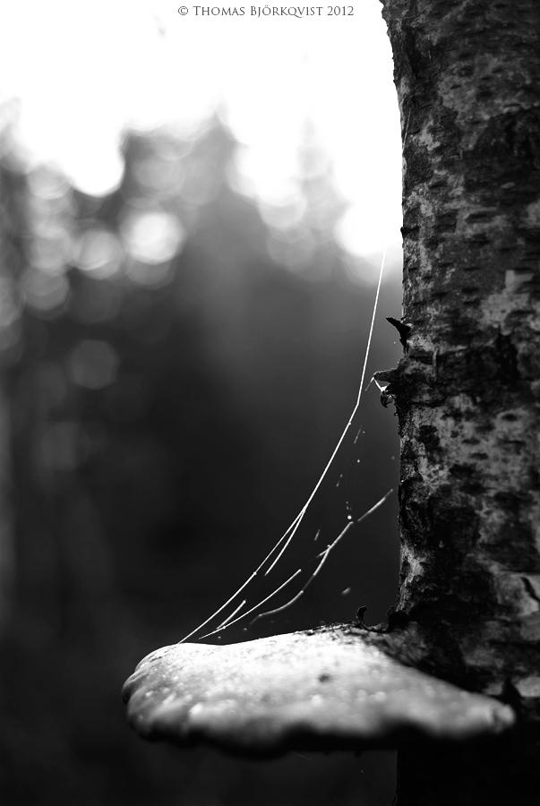 Ghost thread 2 by Trombola on DeviantArt