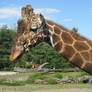 Giraffe 04