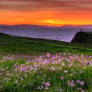 Windy Flowers 2