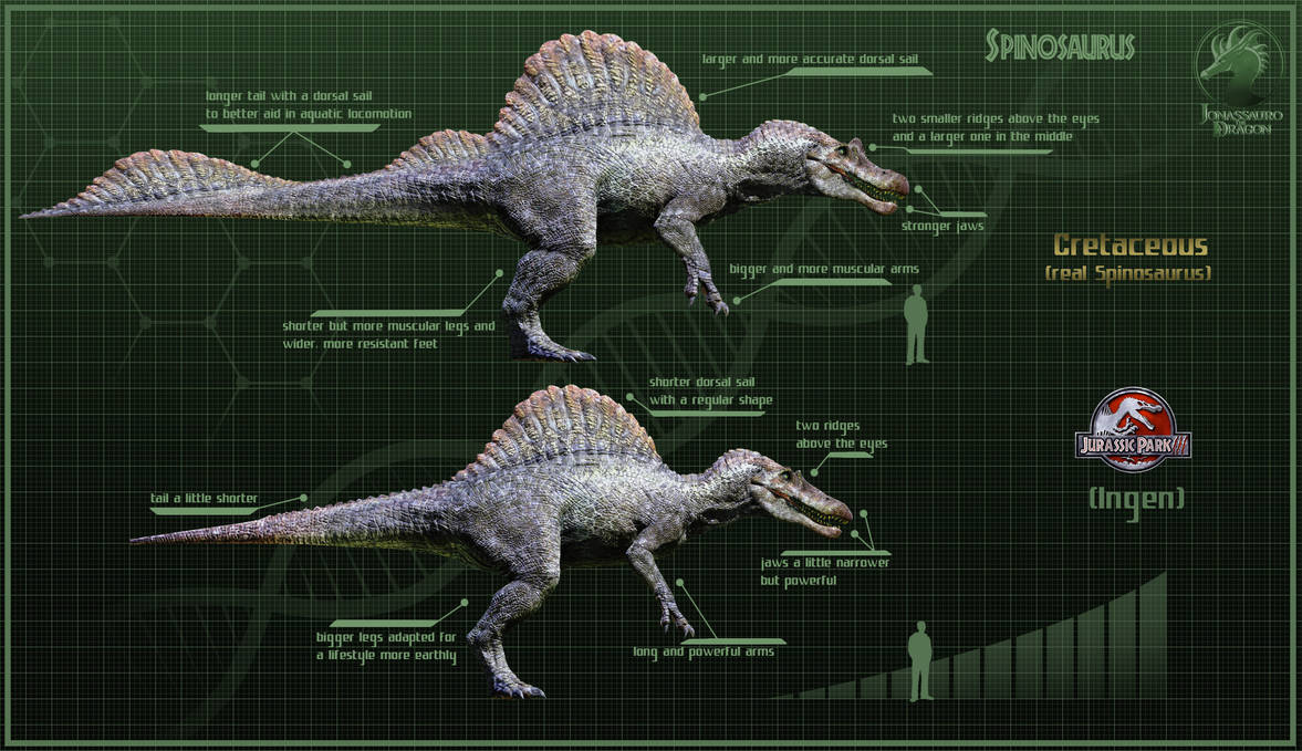 Cretaceous Spino Vs JP3 Spinosaurus By JonassaurotheDragon On DeviantArt cretaceous-spino-vs-jp3-spinosaurus-by-jonassaurothedragon-on-deviantart