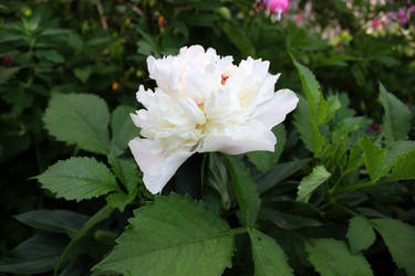 White Paeonia