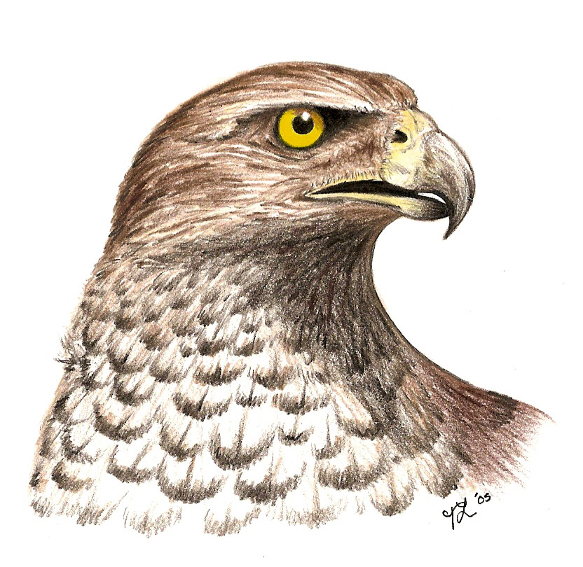 Goshawk