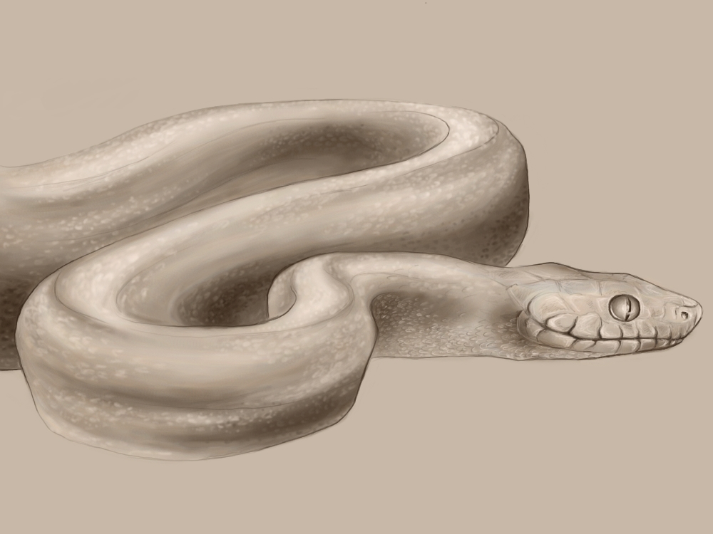 Grey Snake