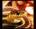 Snake 4 by Vision-Of-Escaflowne