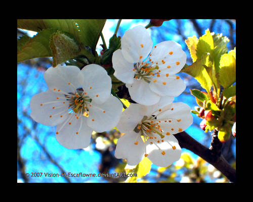 Vivid Pear Blossoms