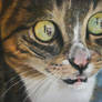 Cat with dogs in eyes - pastel